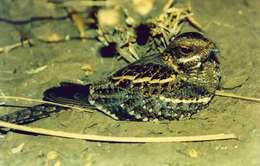 Image of Gaboon Nightjar