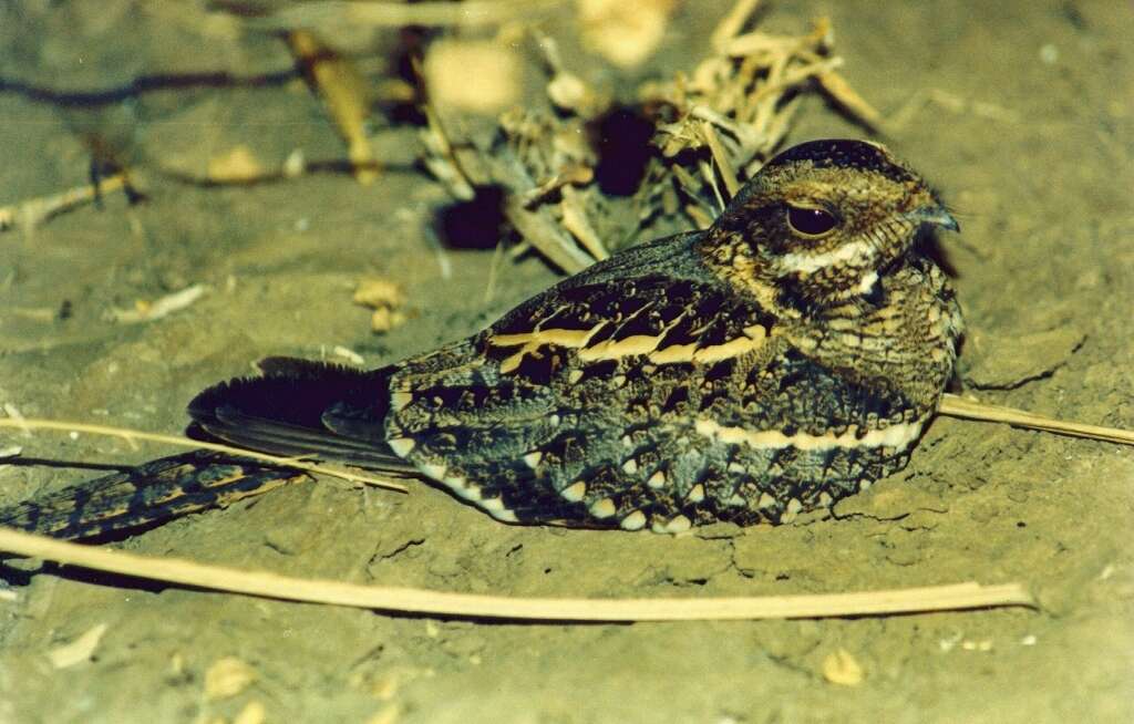 Image of Gaboon Nightjar