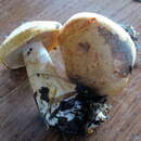 Image of Cortinarius danicus Høil. 1984