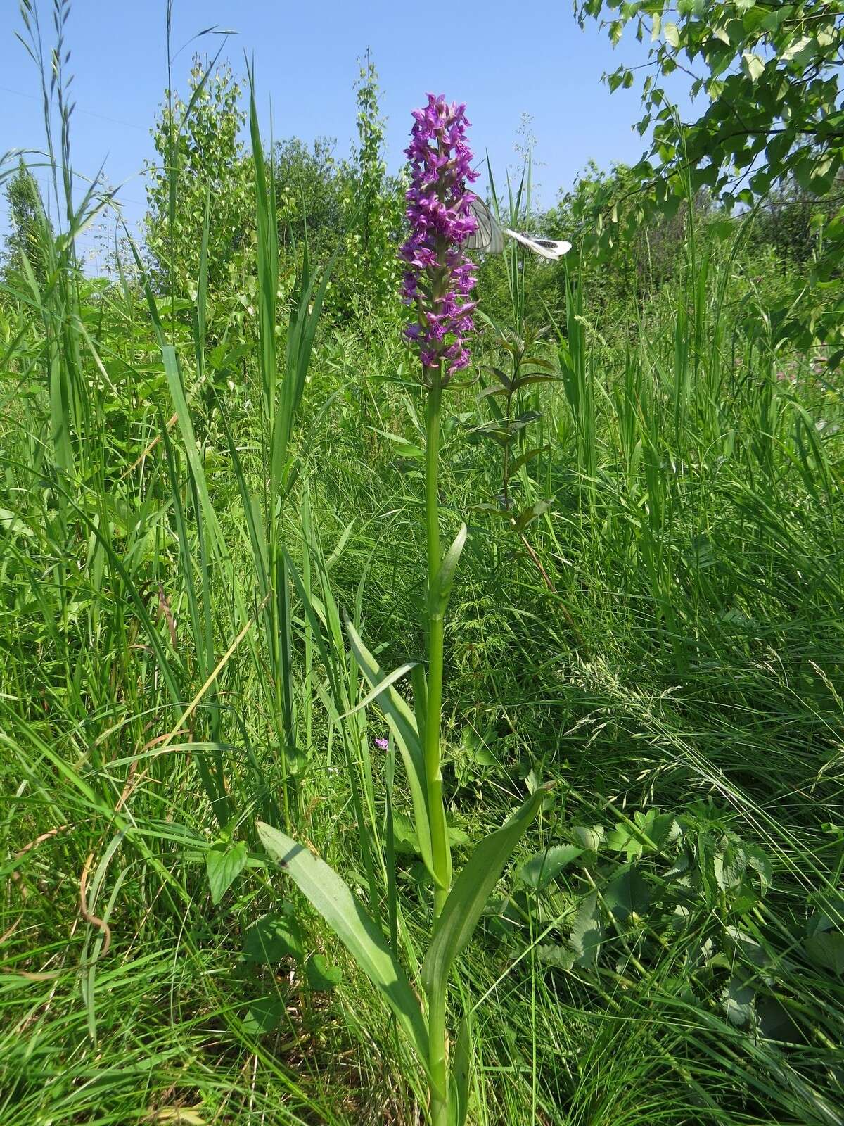 Image de Dactylorhiza sibirica Efimov