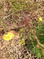 Image of combleaf yellow false foxglove