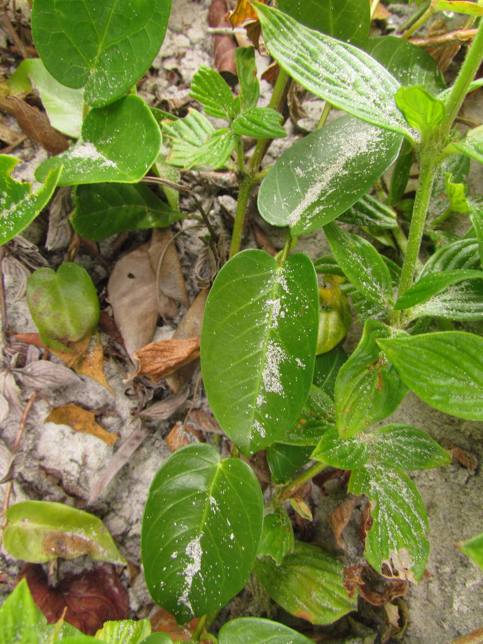 Слика од Mandevilla funiformis (Vell.) K. Schum.