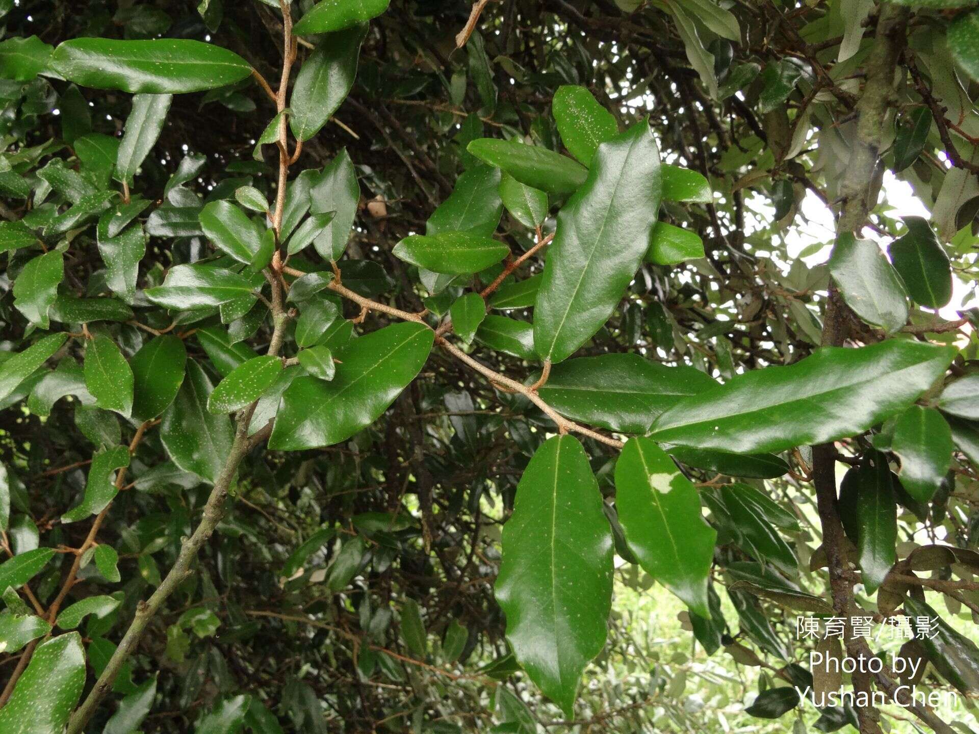 Image of Elaeagnus formosana Nakai