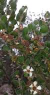 Sivun Leptospermum micromyrtus Miq. kuva