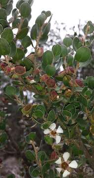 Sivun Leptospermum micromyrtus Miq. kuva