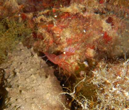 Image of Mediterranean cleaner shrimp