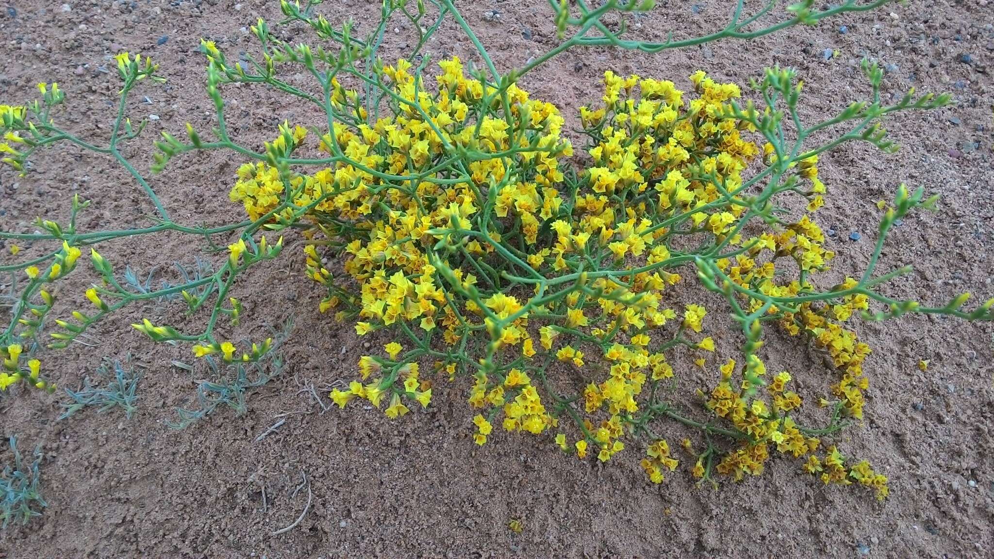 Image de Limonium aureum (L.) Hill