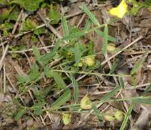 Слика од Crotalaria brevis Domin