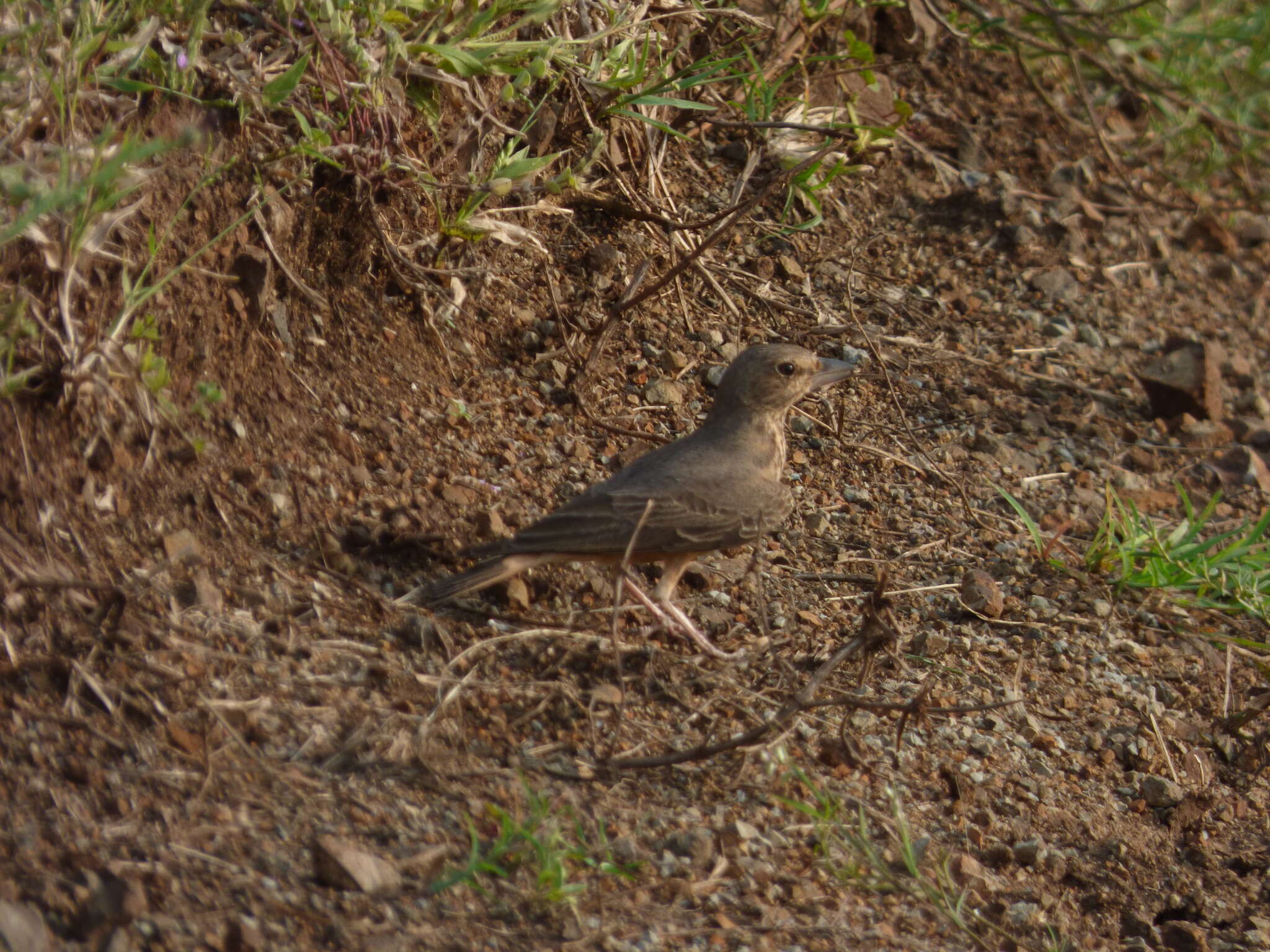 Image of Rufous-tailed Lark