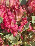 Rumex cyprius Murb. resmi