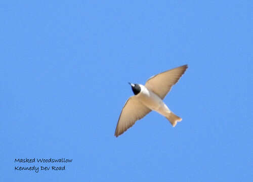 Image of Masked Woodswallow