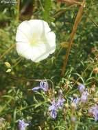 Convolvulus palaestinus Boiss. resmi