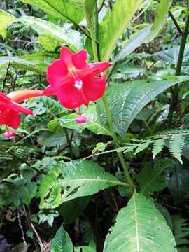 Image of Fuchsia macrostigma Benth.