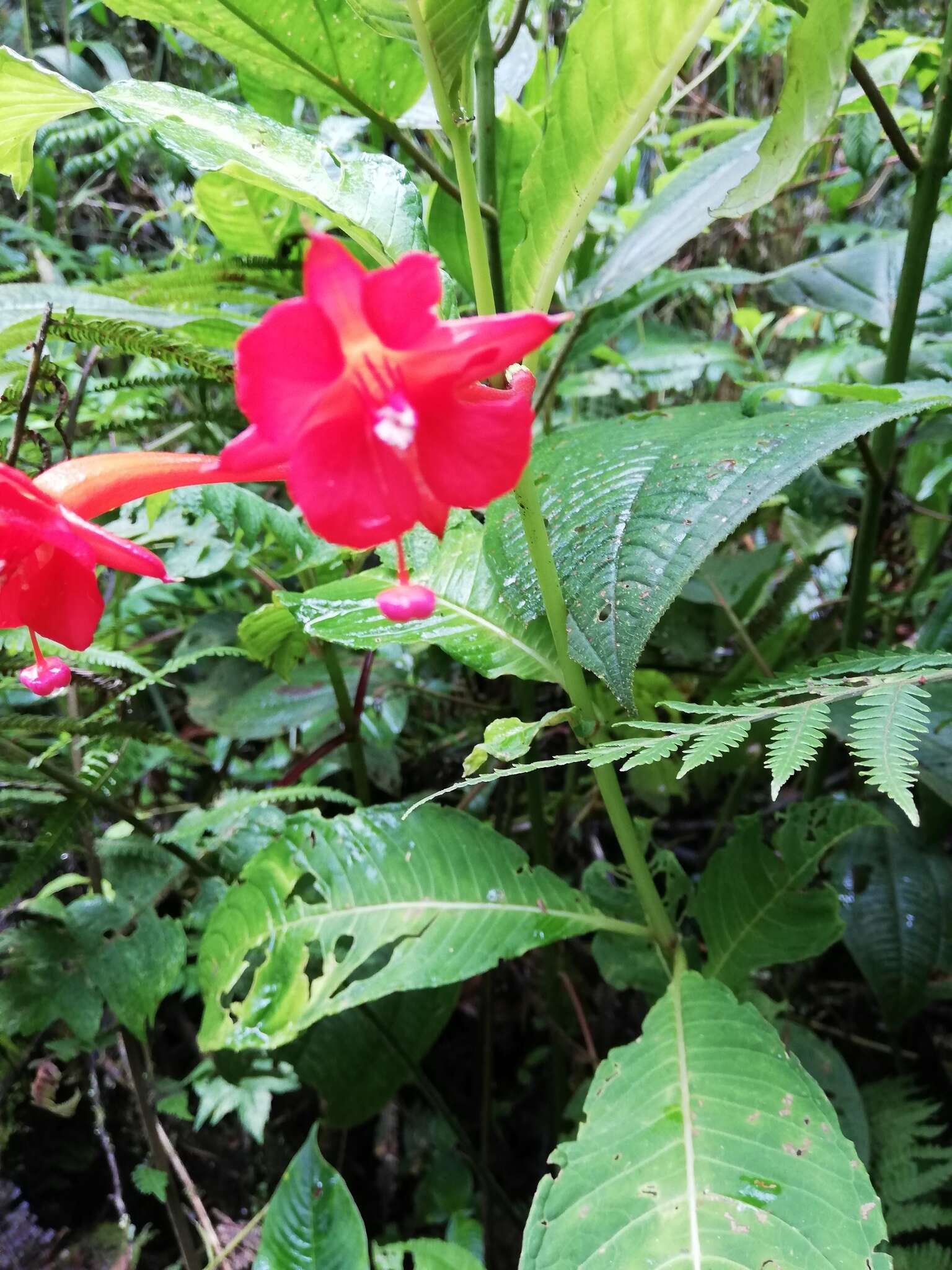 Imagem de Fuchsia macrostigma Benth.