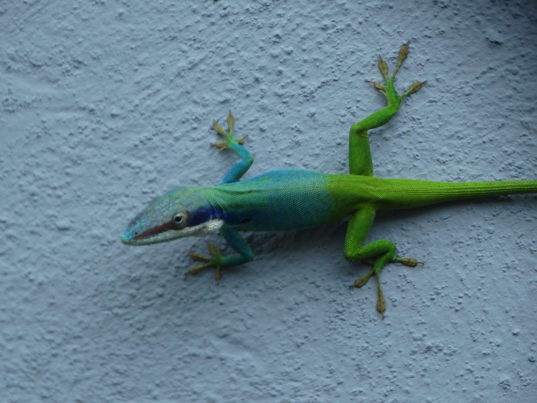 Image of Allison's Anole