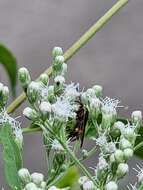 Image of The Boneset Borer