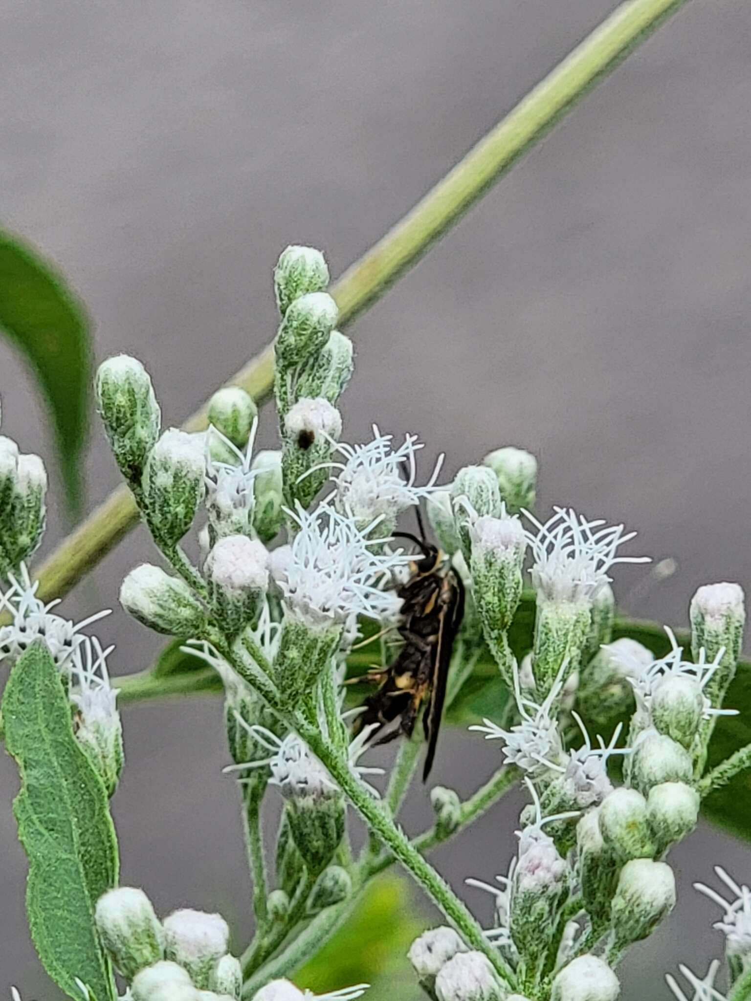 Image of The Boneset Borer