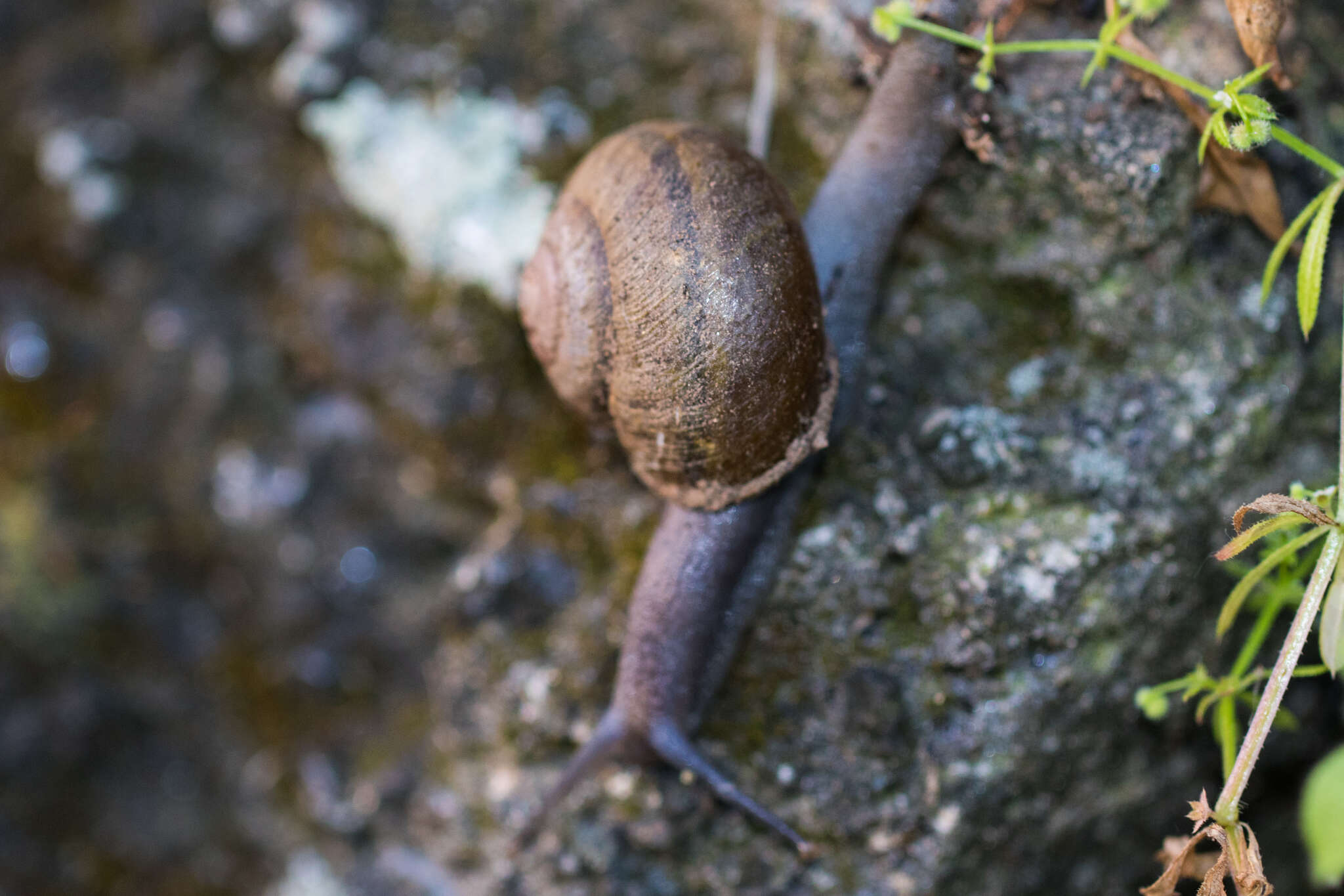 Image of <i>Helminthoglypta tudiculata grippii</i> (Pilsbry 1913)