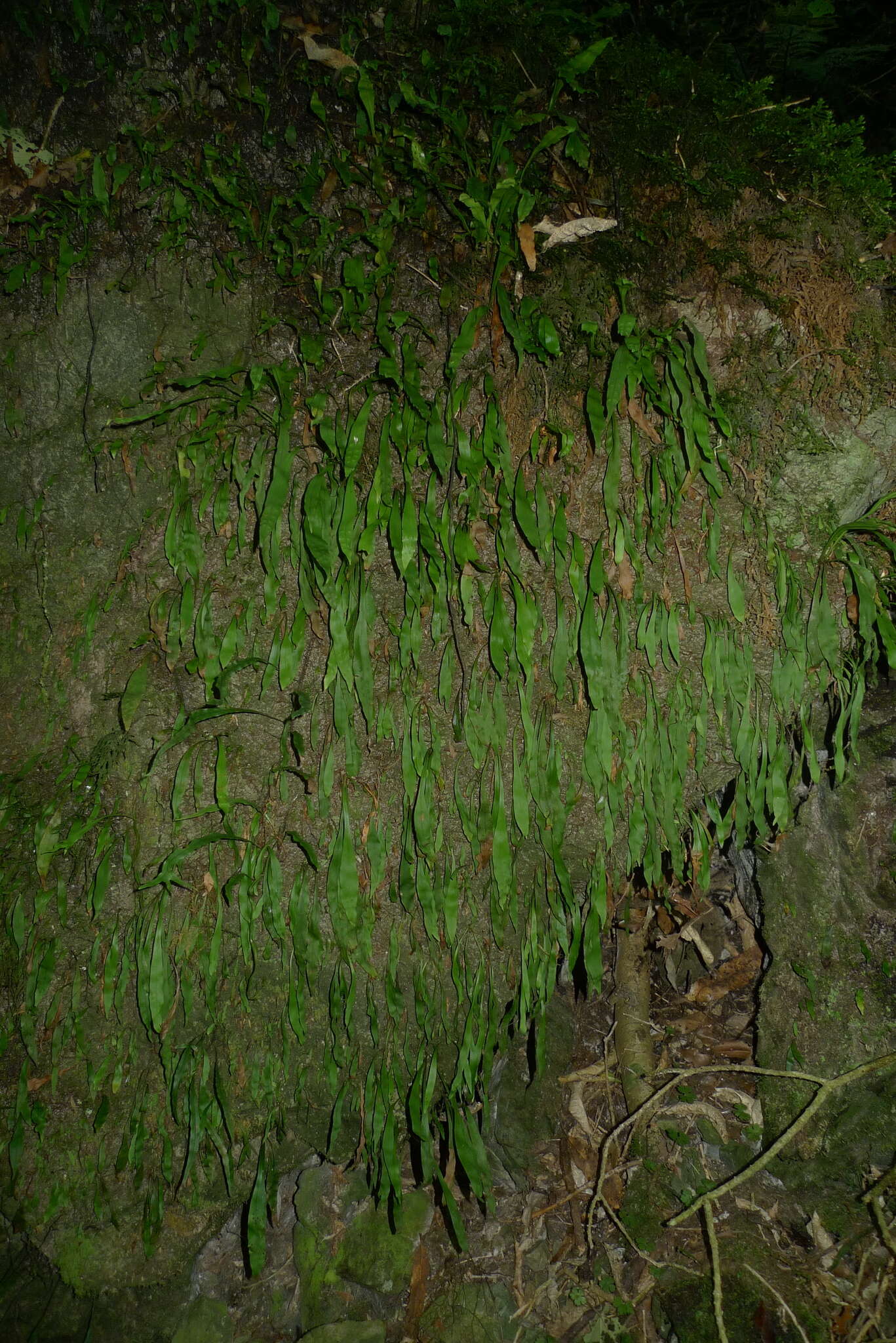 Image of Loxogramme dictyopteris (Mett.) Copel.