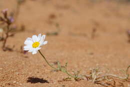 Image of Anthemis melampodina subsp. deserti (Boiss.) Eig