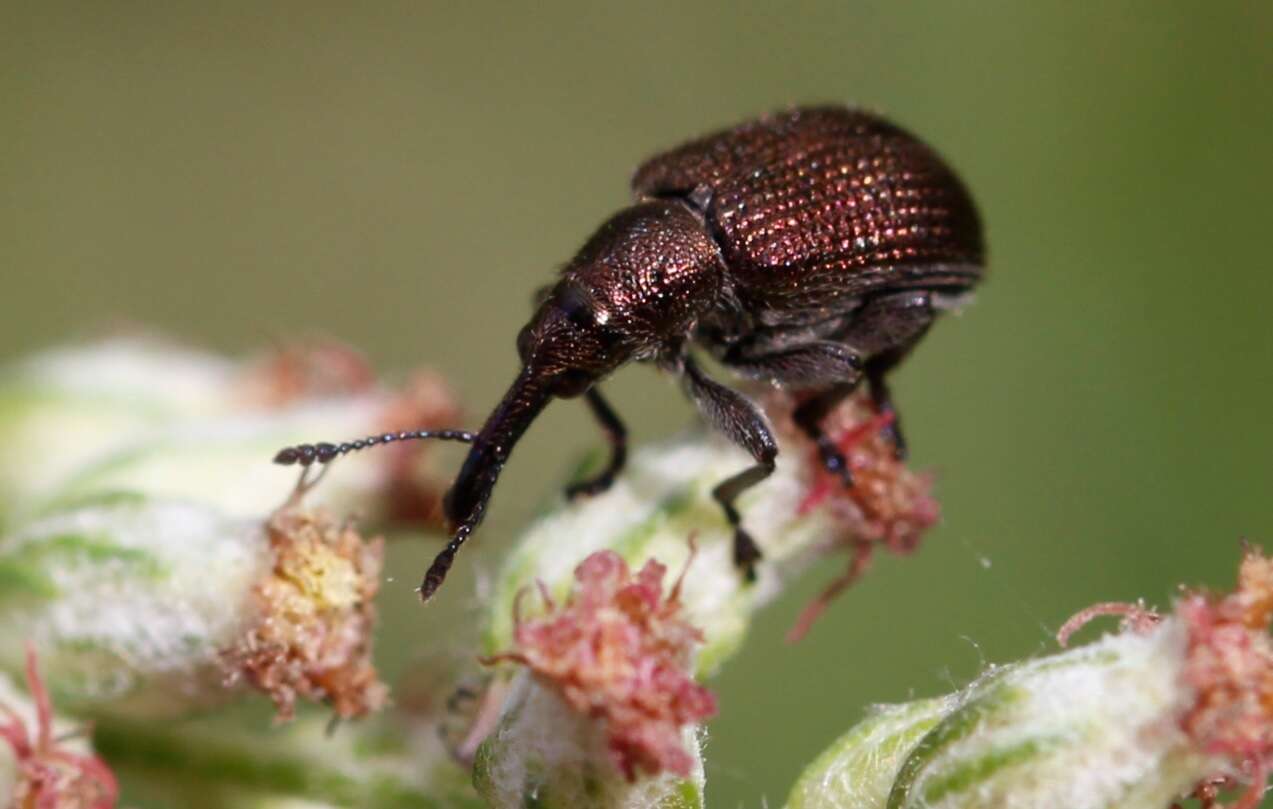 Image of Plum Borer