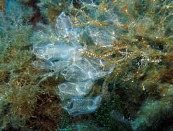 Image of bluestriped light bulb tunicate