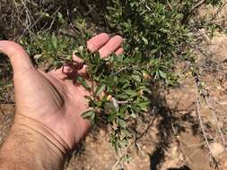 Image of alderleaf mountain mahogany