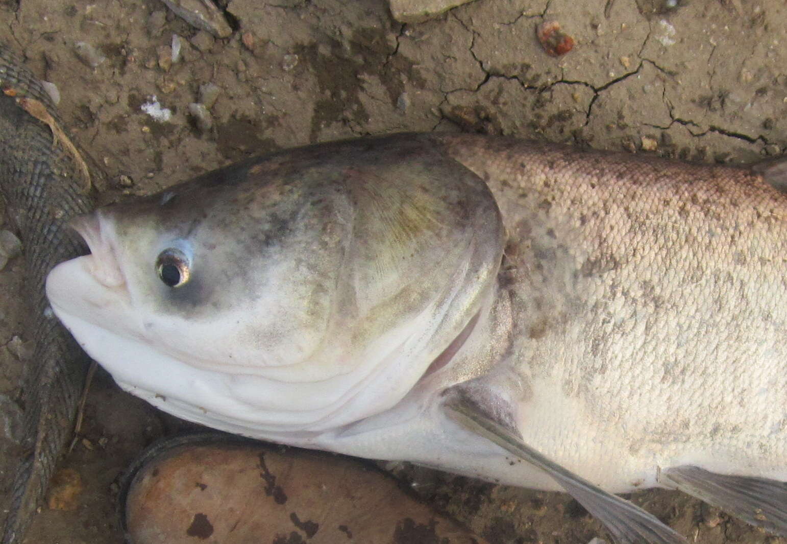 Image of silver carp