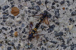 Image of Rhododendron Borer Moth