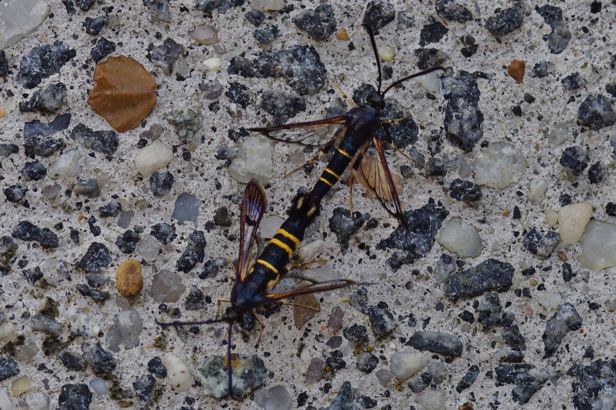 Image of Rhododendron Borer Moth