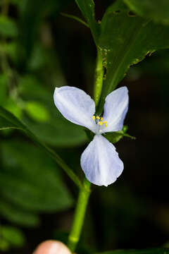 Image of Coleotrype natalensis C. B. Clarke