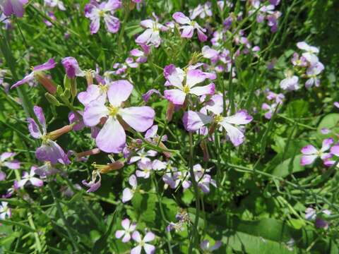 Image of Raphanus sativus var. sativus