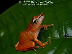 Image of Cachabi Robber Frog