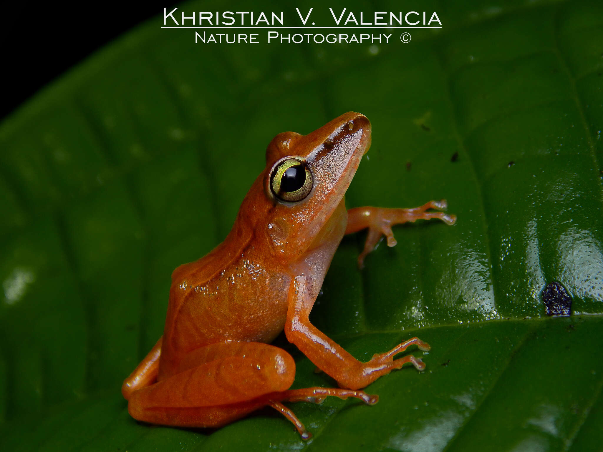 Image of Cachabi Robber Frog