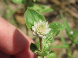 Image of pearly globe amaranth