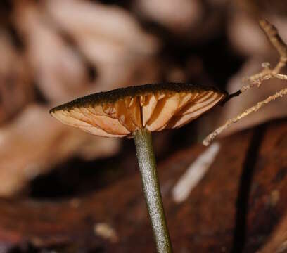 Image of Entoloma viridomarginatum (Cleland) E. Horak 1980