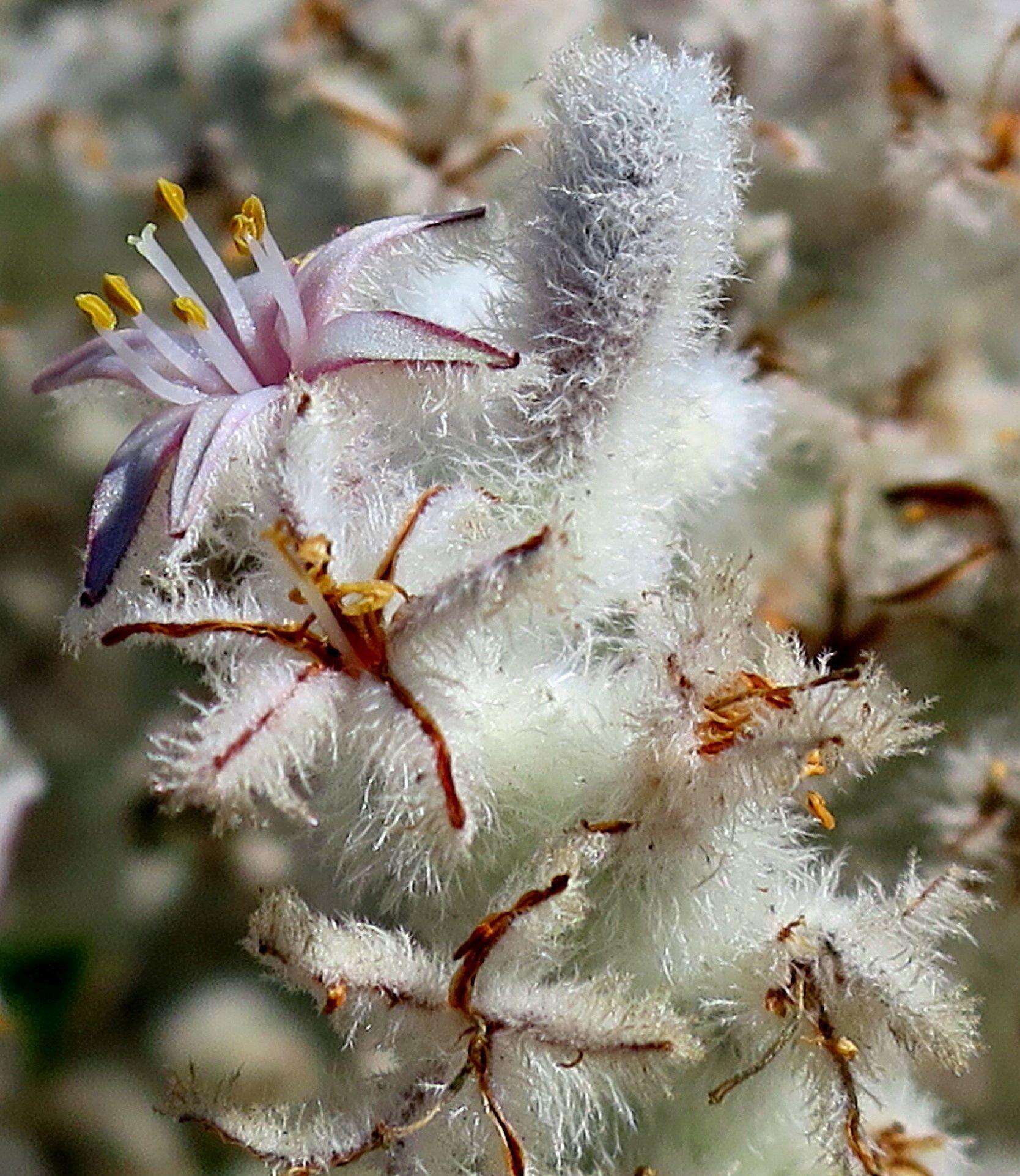 Image of Lanaria lanata (L.) T. Durand & Schinz