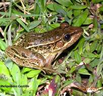 Image of Peralta frog