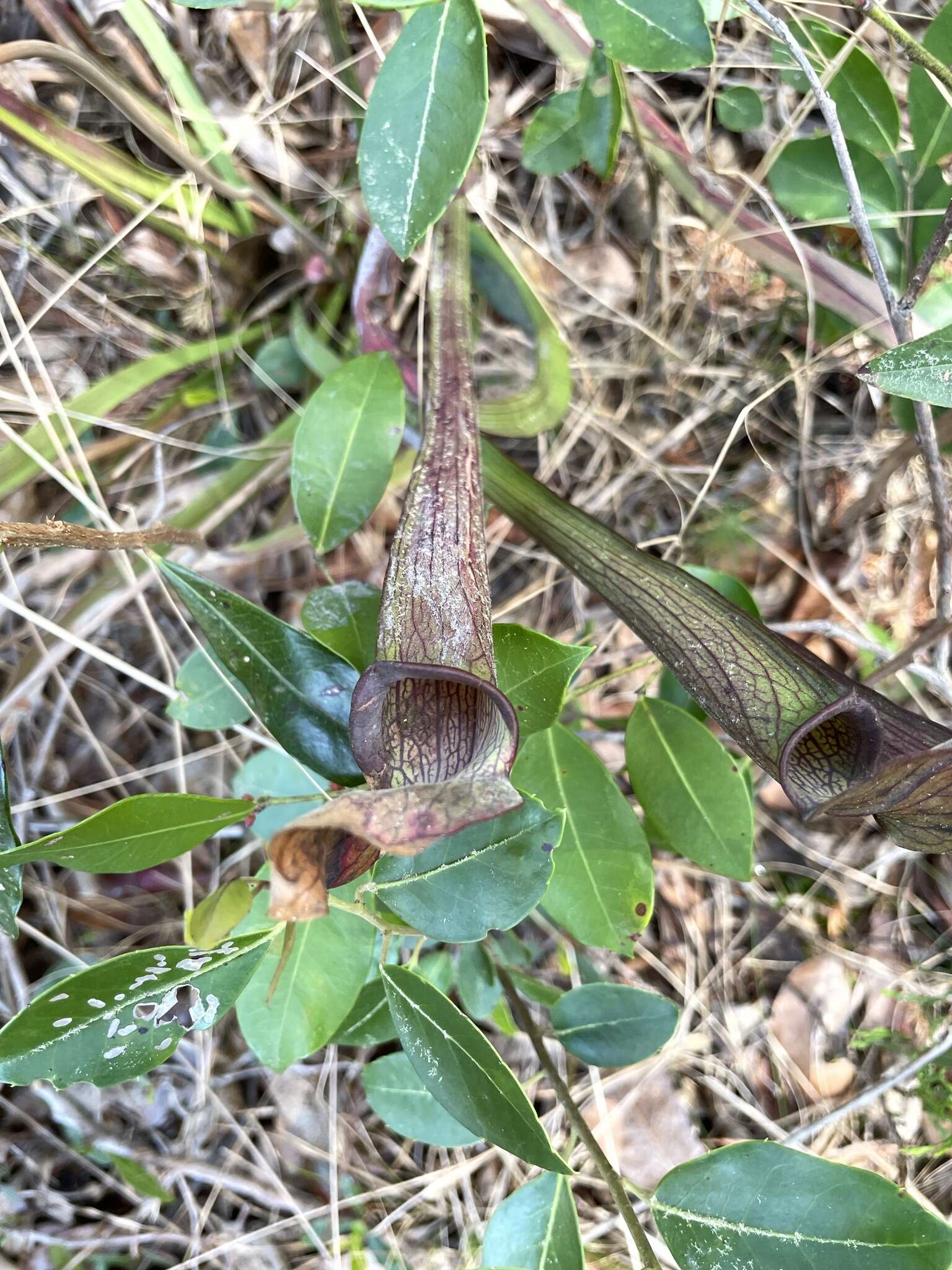 Image of sweet pitcherplant