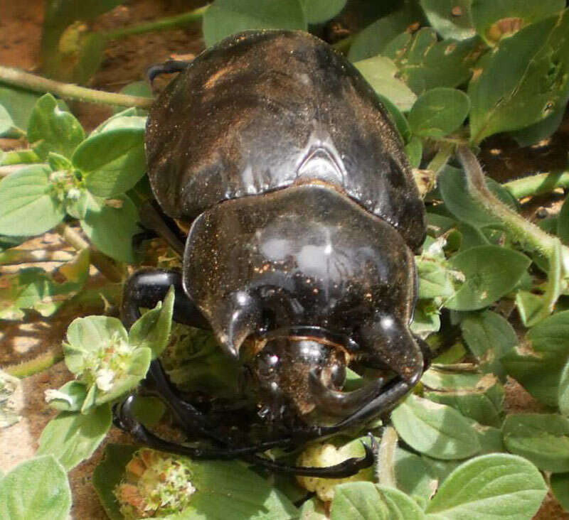 Imagem de Megasoma janus ramirezorum Silvestre & Arnaud 2002