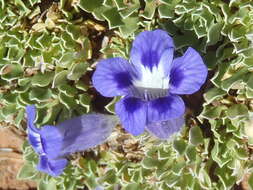 Image of Aptosimum indivisum Burch.