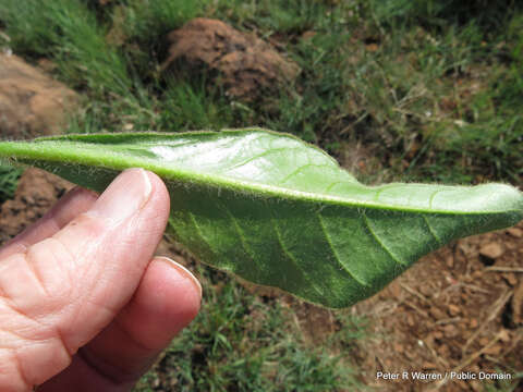 Image of Piloselloides hirsuta (Forsk.) C. Jeffrey ex Cufod.