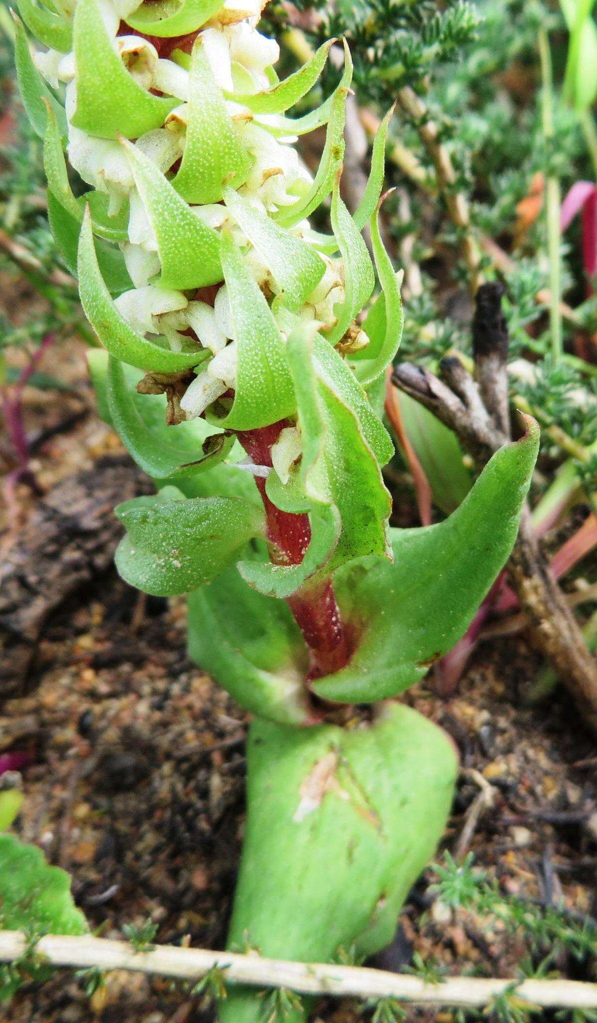 Image of Satyrium bicallosum Thunb.