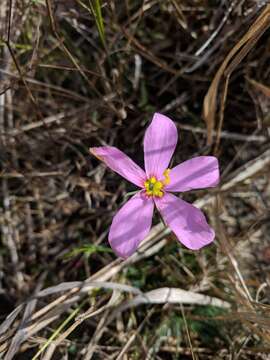 Image of largeflower rose gentian