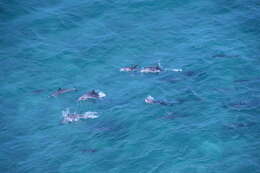 Image of Indian Ocean Bottlenose Dolphin