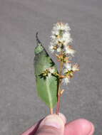 Image of Eucalyptus howittiana F. Müll.