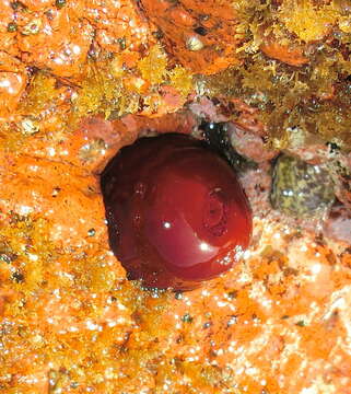 Actinia mediterranea Schmidt 1971的圖片