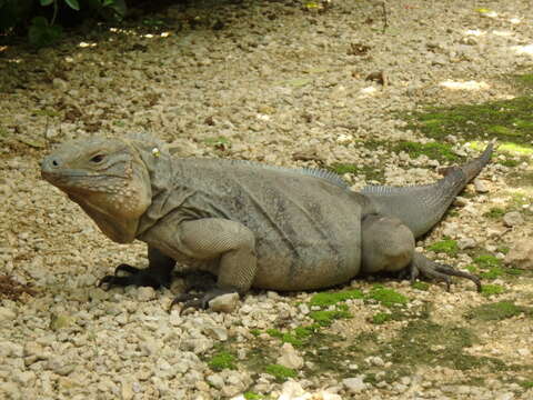 Cyclura lewisi Grant 1940 resmi