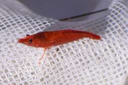 Image of <i>Neocaridina davidi</i>