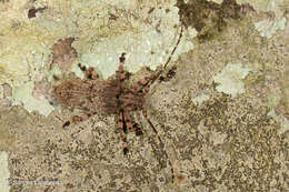 Image of Moechotypa delicatula (White 1858)